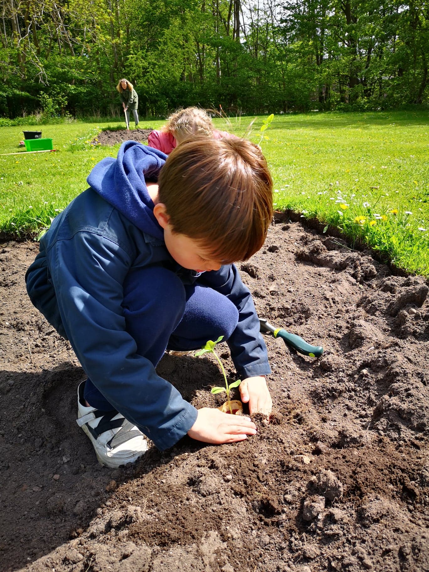 CM planter solsikke