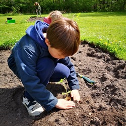 CM planter solsikke